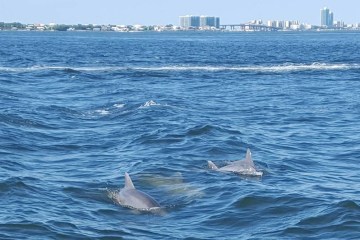 Dolphins swimming near Orange Beach, Alabama
