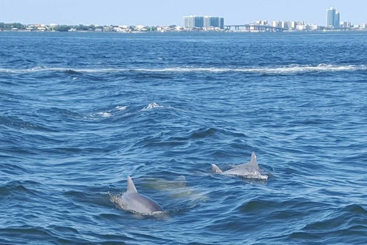 Dolphins swimming near Orange Beach, Alabama