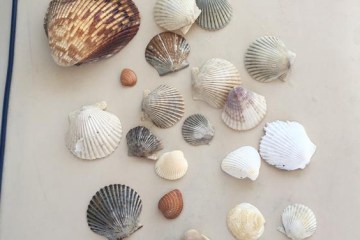 Seashells collected near Gulf Shores, Alabama
