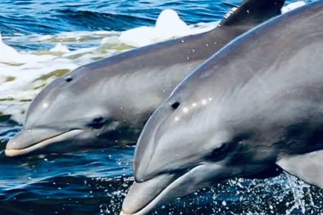 Two dolphins leaping above ocean waves, splashing water.