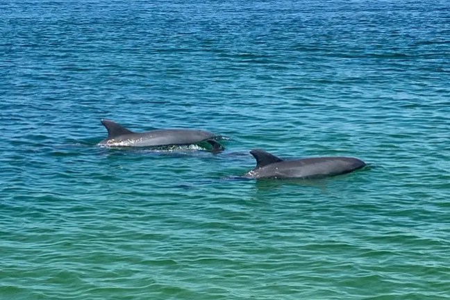 Two dolphins swimming in clear blue-green ocean water.