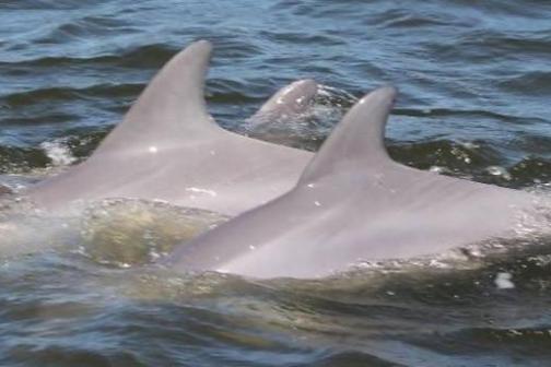 a dolphin swimming in a body of water